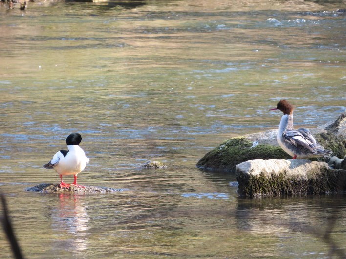 Wasservogelzählung – NVA