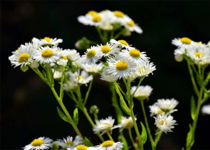Das Einjährige Berufkraut – ein invasiver Neophyt unter vielen, die in Arlesheim gemeinsam bekämpft werden – NVA