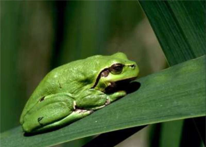 Laubfrosch – NVA