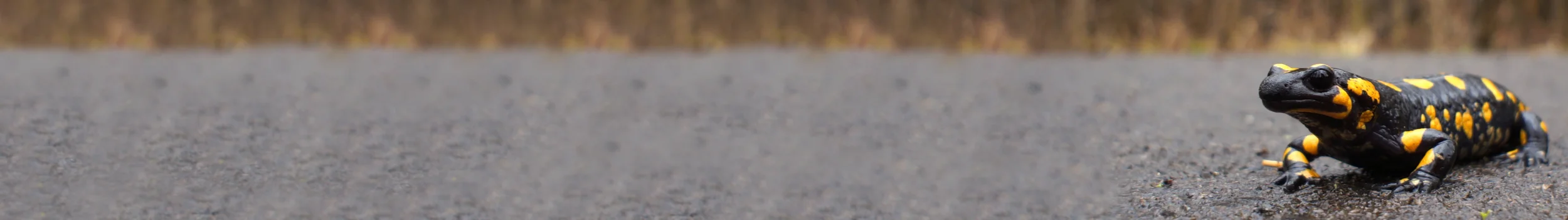 Naturschutzverein Arlesheim