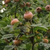 Nach dem ersten Frost sind die Früchte erntereif.