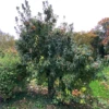 Ein Mispelbaum im Arlesheimer Schwimmbad.