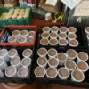 Dutzende Becher sind abgefüllt.