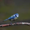 Eine Blaumeise sitzt auf einem Ast