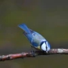 Eine Blaumeise sitzt auf einem Ast