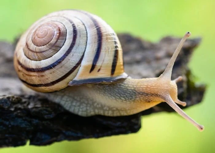 Hain-Schnirkelschnecke